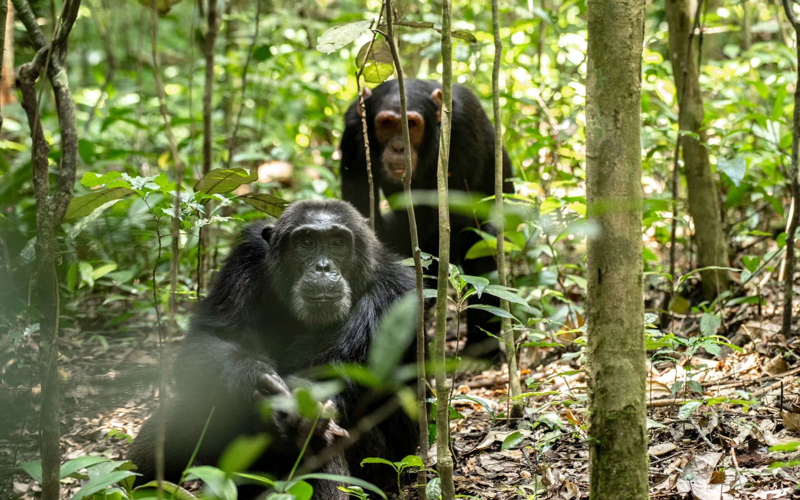 Chimpanzee-Trekking-scaled