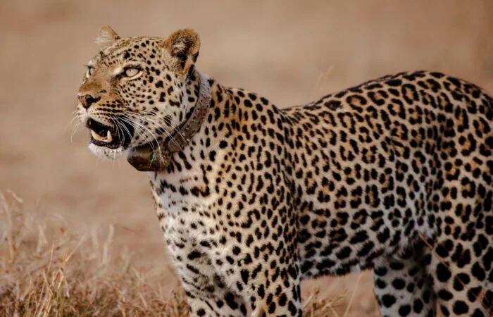 TTP24Queen-56-700x450